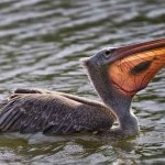 Interesting Photo of the Day: Down the Pelican’s Throat