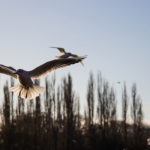 Photographing Birds in Flight