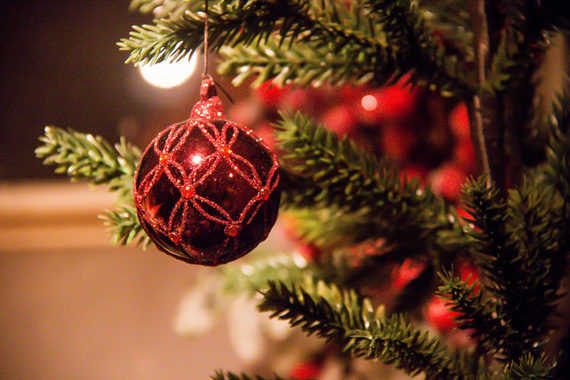 christmas tree photography