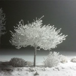 Interesting Photo of the Day: A Frozen Tree