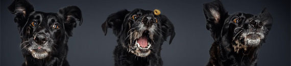 High Speed Photography with Dogs Catching Treats