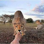 Interesting Photo of the Day: Cheetah Licks Photographer’s Toes