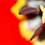 Tulip Season Photography Tips