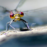 Photographing Dragonflies and Damselflies