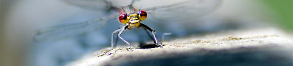 Photographing Dragonflies and Damselflies