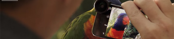 Bird Photography Hacks with a Smartphone