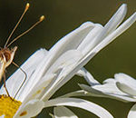 How to Photograph Butterflies with Extension Tubes