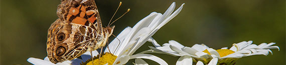 How to Photograph Butterflies with Extension Tubes