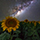 Interesting Photo of the Day: Stars Over Sunflowers