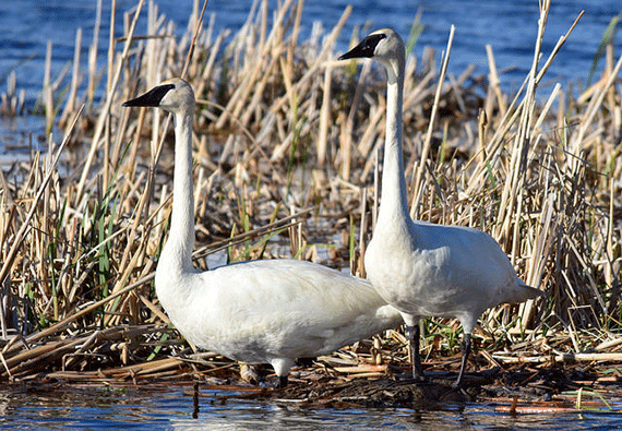 getting the best exposure for wildlife shots