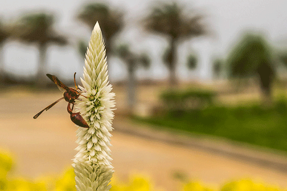 using depth of field technique in photos