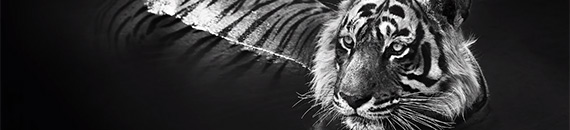 Black and White Wildlife Photography Techniques