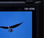 7 Camera Shortcuts for Nikon Photographers