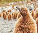 Interview with Antarctica Wildlife & Landscape Photographer David Merron