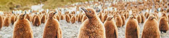 Interview with Antarctica Wildlife & Landscape Photographer David Merron