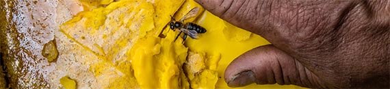 Photographing Honey Hunters in the Himalayas