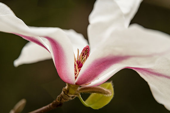 Tips for Better Flower Photography