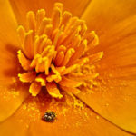 5 Tips to Improve Your Nature Macro Photography