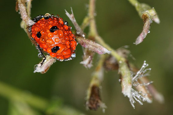 learn about nature macro photography