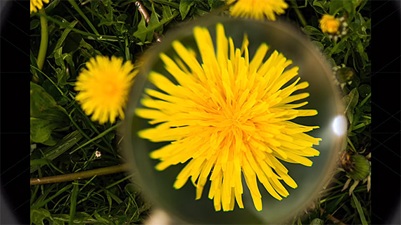 macro magnifying glass photo