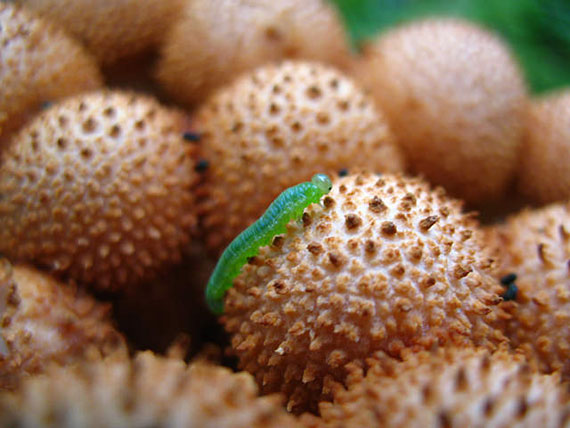 techniques for photographing mushroom fungi