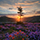 Interesting Photo of the Day: A Meadow of Flowers on Mount St. Helens