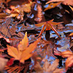 Fall Foliage: Tips For Taking Great Fall Photos