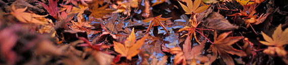 Fall Foliage: Tips For Taking Great Fall Photos