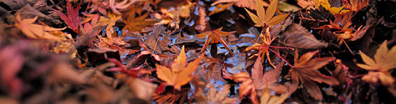 Fall Foliage: Tips For Taking Great Fall Photos