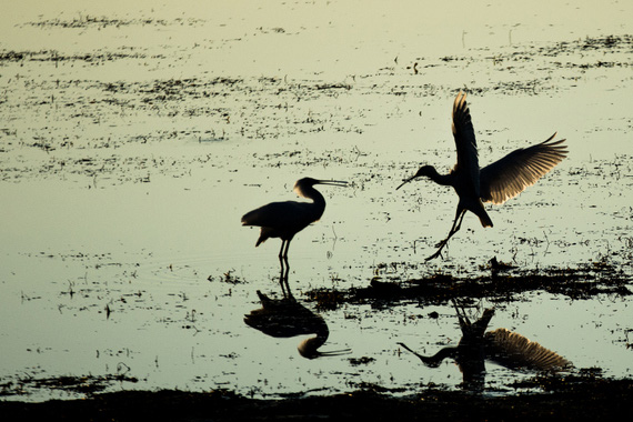 reflections in wildlife photography