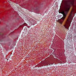 Frost & Ice Photography Tips