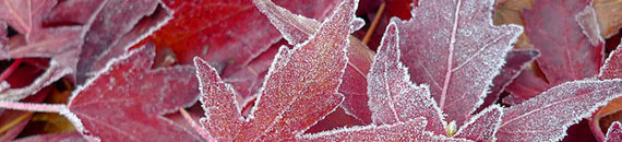 Frost & Ice Photography Tips