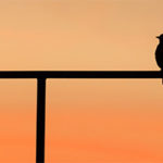 Sunset Silhouette Photography