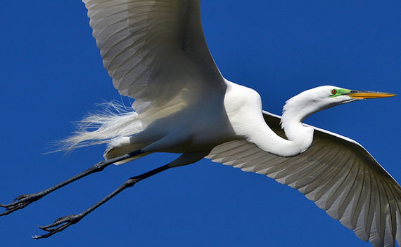 how to capture birds in flight