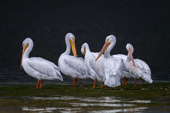 how to capture wildlife photography