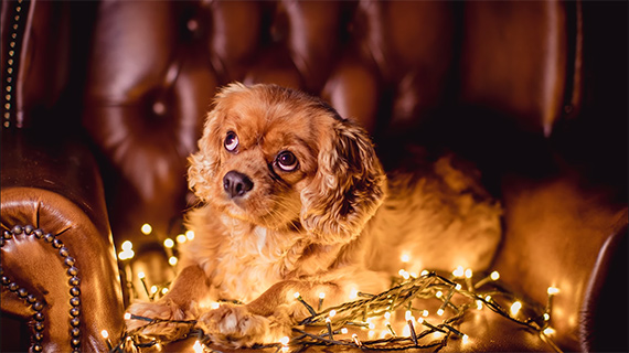How To Shoot Cute Dog Photos Fairy Lights 