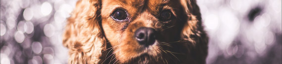 10 Dog Photography Hacks