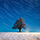 Interesting Photo of the Day: Lone Tree on a Winter Night