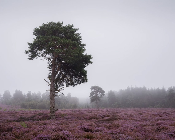 photography in fog and woods