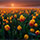 Interesting Photo of the Day: Tulips at Daybreak