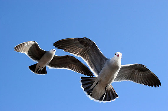 photographing wildlife tips