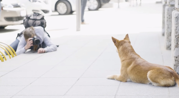 dog photography low perspective