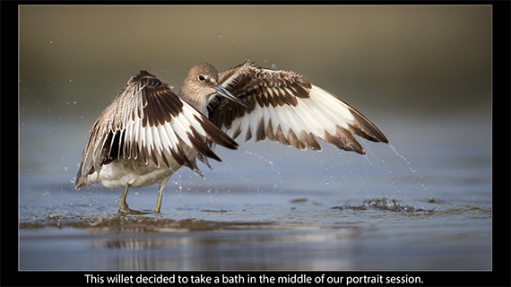 birds in flight