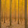 Interesting Photo of the Day: Forest of Poplars