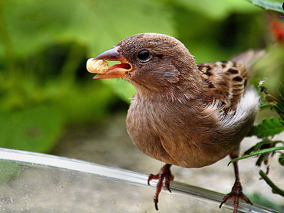 garden bird photo tips