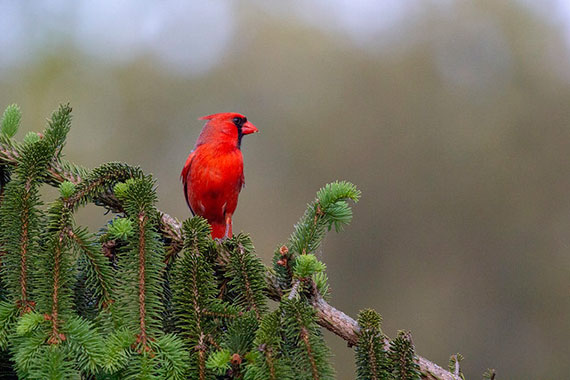 tips for photography garden birds