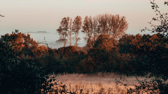 misty autumn environment