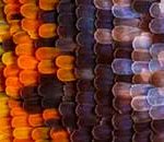 Extreme Macro Photography of Butterfly Wings