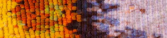 Extreme Macro Photography of Butterfly Wings