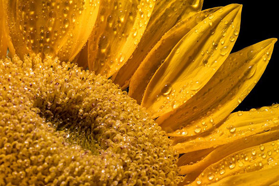 best flower photography tips